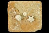 Crinoid (Orophocrinus) & Blastoid (Cryptoblastus) Plate - Missouri #162687-1